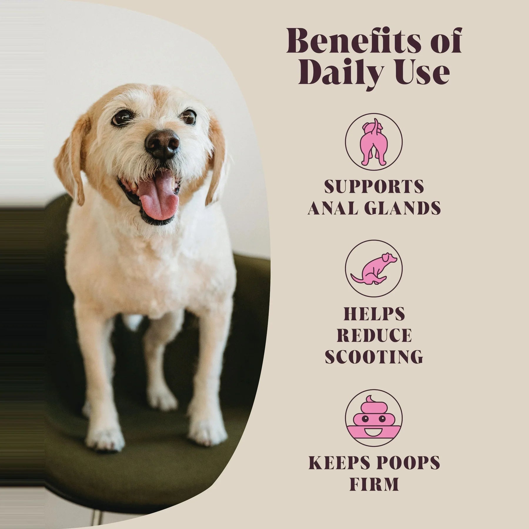 🌿 Fibre Gland: Gentle Daily Anal Gland Support