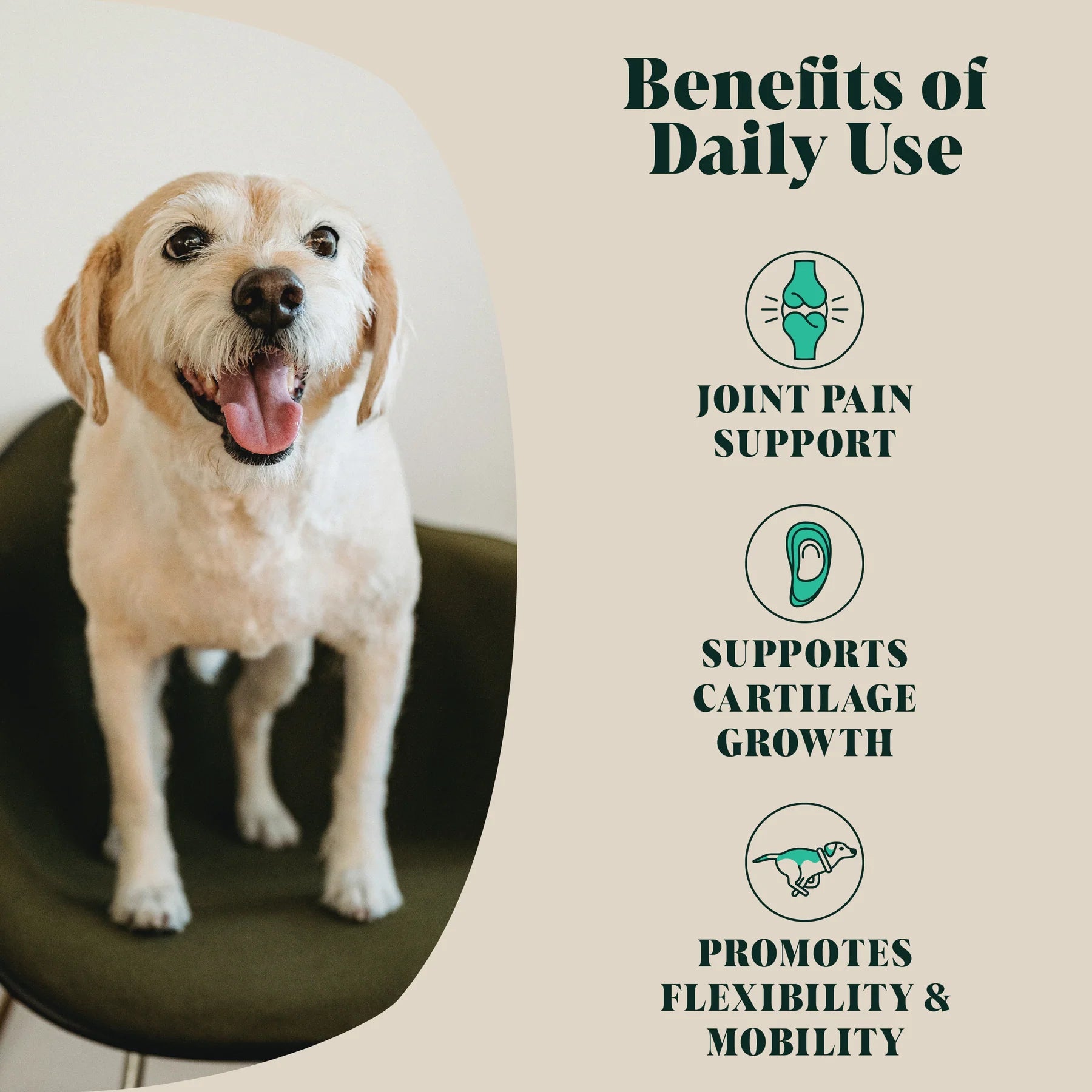 🦪 Green Lipped Mussel: Natural Joint & Mobility Support